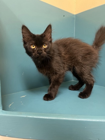 Spice, an adoptable Domestic Medium Hair, Domestic Short Hair in Pendleton, OR, 97801 | Photo Image 1