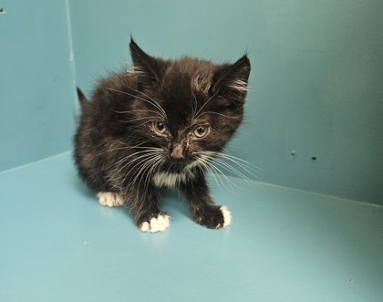 Faith, an adoptable Domestic Medium Hair, Domestic Short Hair in Pendleton, OR, 97801 | Photo Image 1