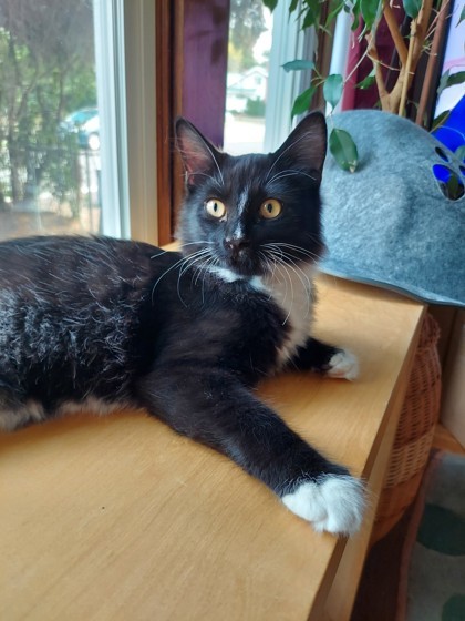 Honeybun, an adoptable Domestic Medium Hair, Domestic Short Hair in Pendleton, OR, 97801 | Photo Image 1