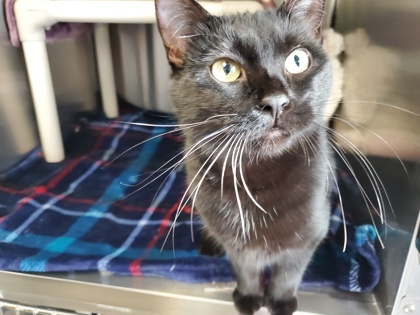 Bunny, an adoptable Domestic Short Hair in Pendleton, OR, 97801 | Photo Image 1