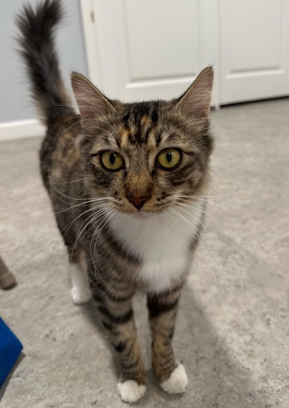 Brownie, an adoptable Domestic Medium Hair, Domestic Short Hair in Pendleton, OR, 97801 | Photo Image 1