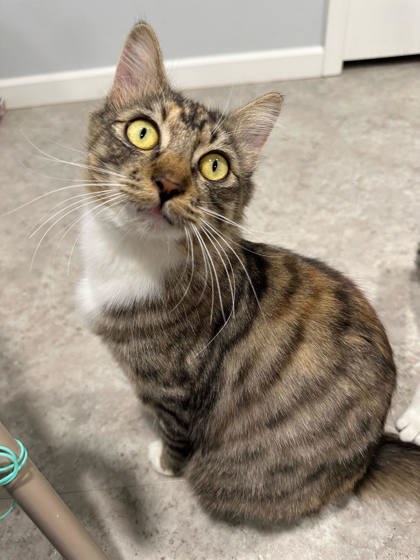 Brownie, an adoptable Domestic Medium Hair, Domestic Short Hair in Pendleton, OR, 97801 | Photo Image 2