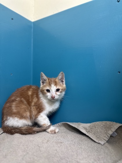 Firefly, an adoptable Domestic Short Hair in Pendleton, OR, 97801 | Photo Image 1