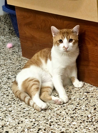 Firefly, an adoptable Domestic Short Hair in Pendleton, OR, 97801 | Photo Image 1