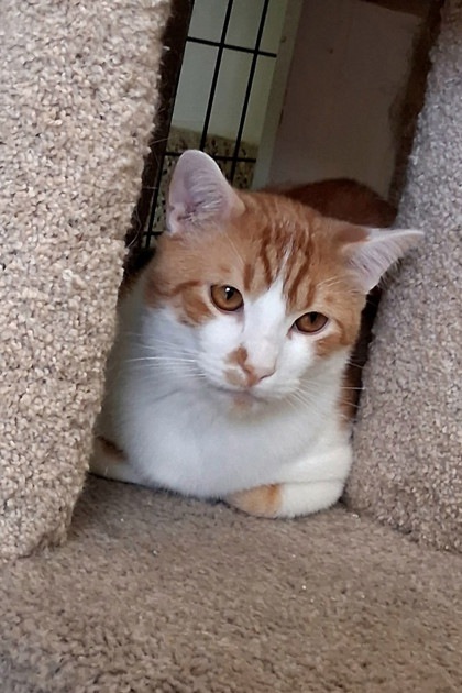 Firefly, an adoptable Domestic Short Hair in Pendleton, OR, 97801 | Photo Image 2