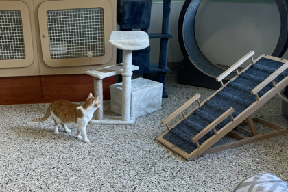 Firefly, an adoptable Domestic Short Hair in Pendleton, OR, 97801 | Photo Image 3