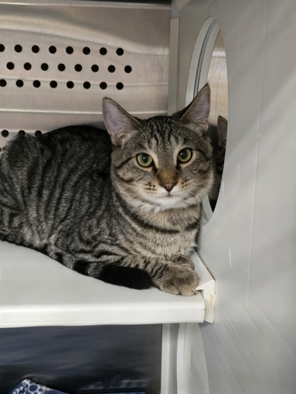 Jack, an adoptable Domestic Short Hair in Pendleton, OR, 97801 | Photo Image 1