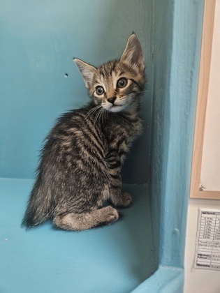 Jack, an adoptable Domestic Short Hair in Pendleton, OR, 97801 | Photo Image 2