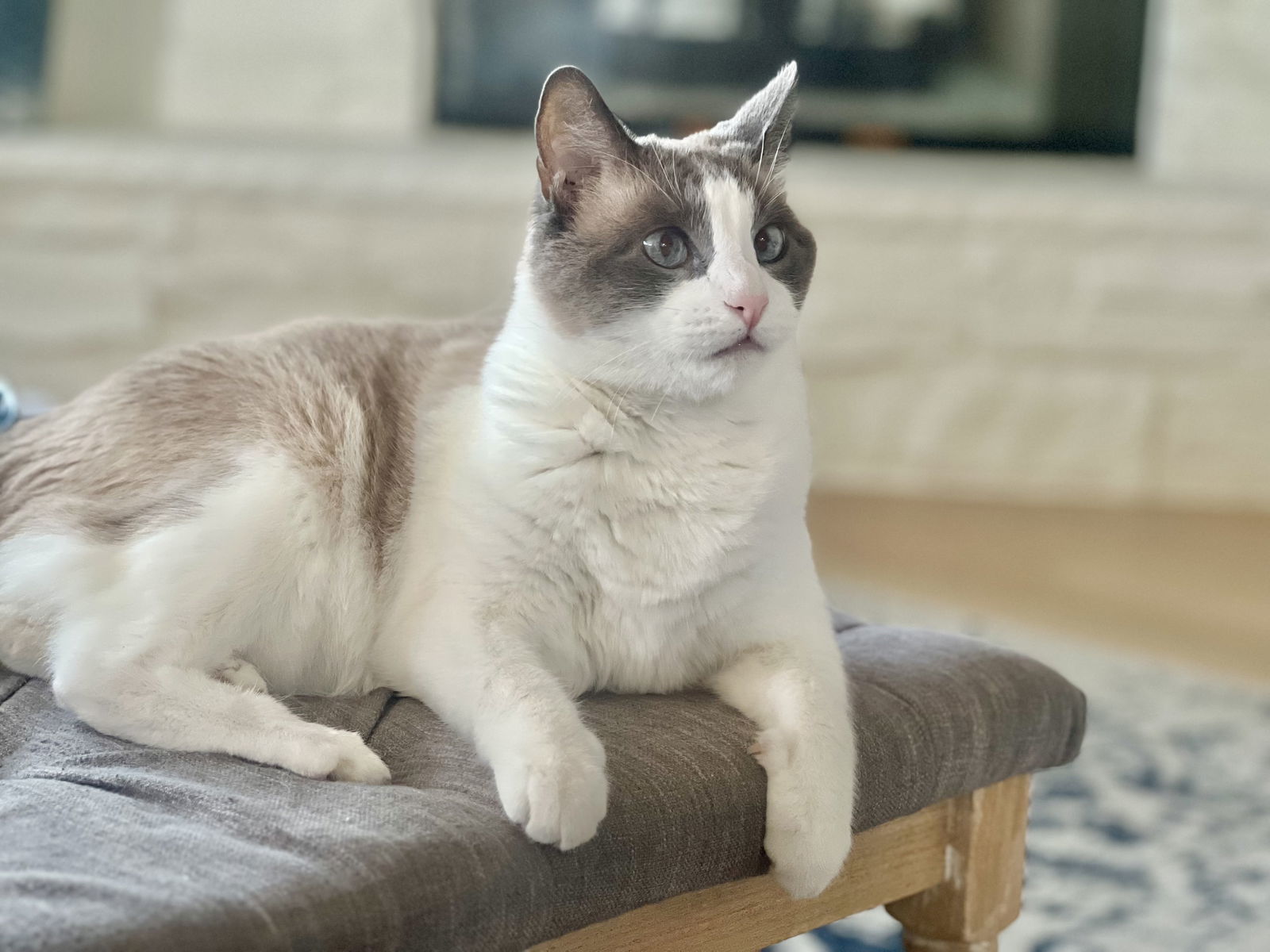 Hubbell, an adoptable Siamese, Snowshoe in Laguna Niguel, CA, 92677 | Photo Image 1