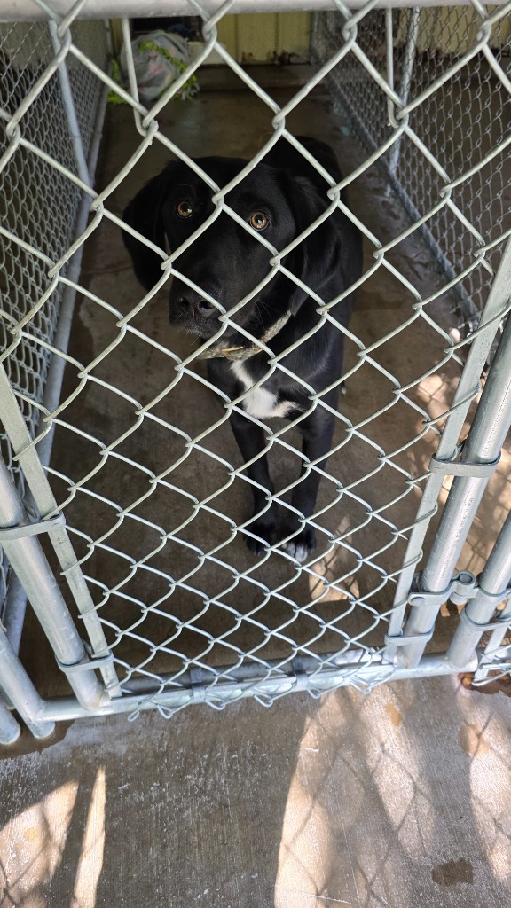 heather, an adoptable Black Labrador Retriever, Mixed Breed in Virginia, MN, 55792 | Photo Image 1