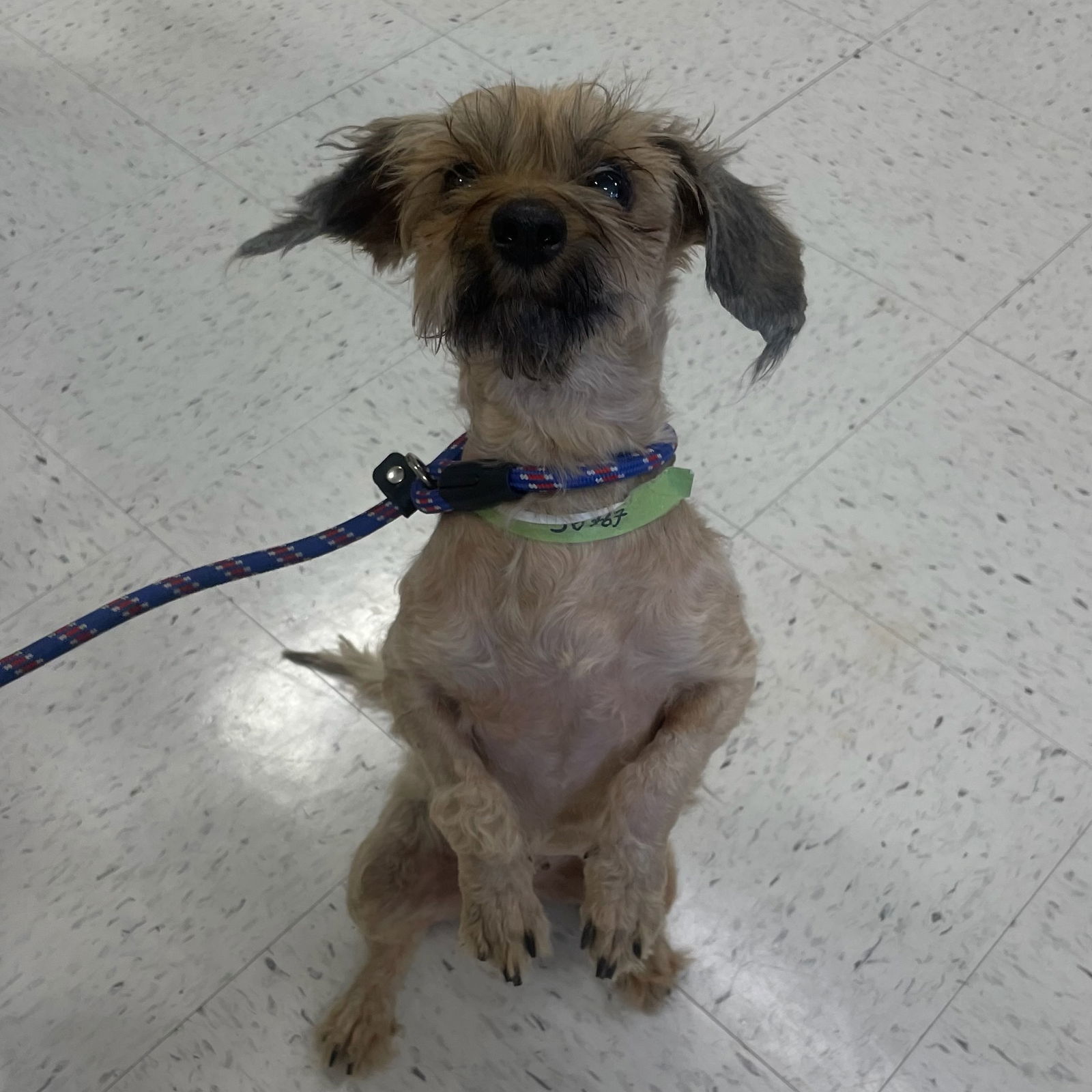 Cinna Bun, an adoptable Shih Tzu, Maltese in Costa Mesa, CA, 92627 | Photo Image 1