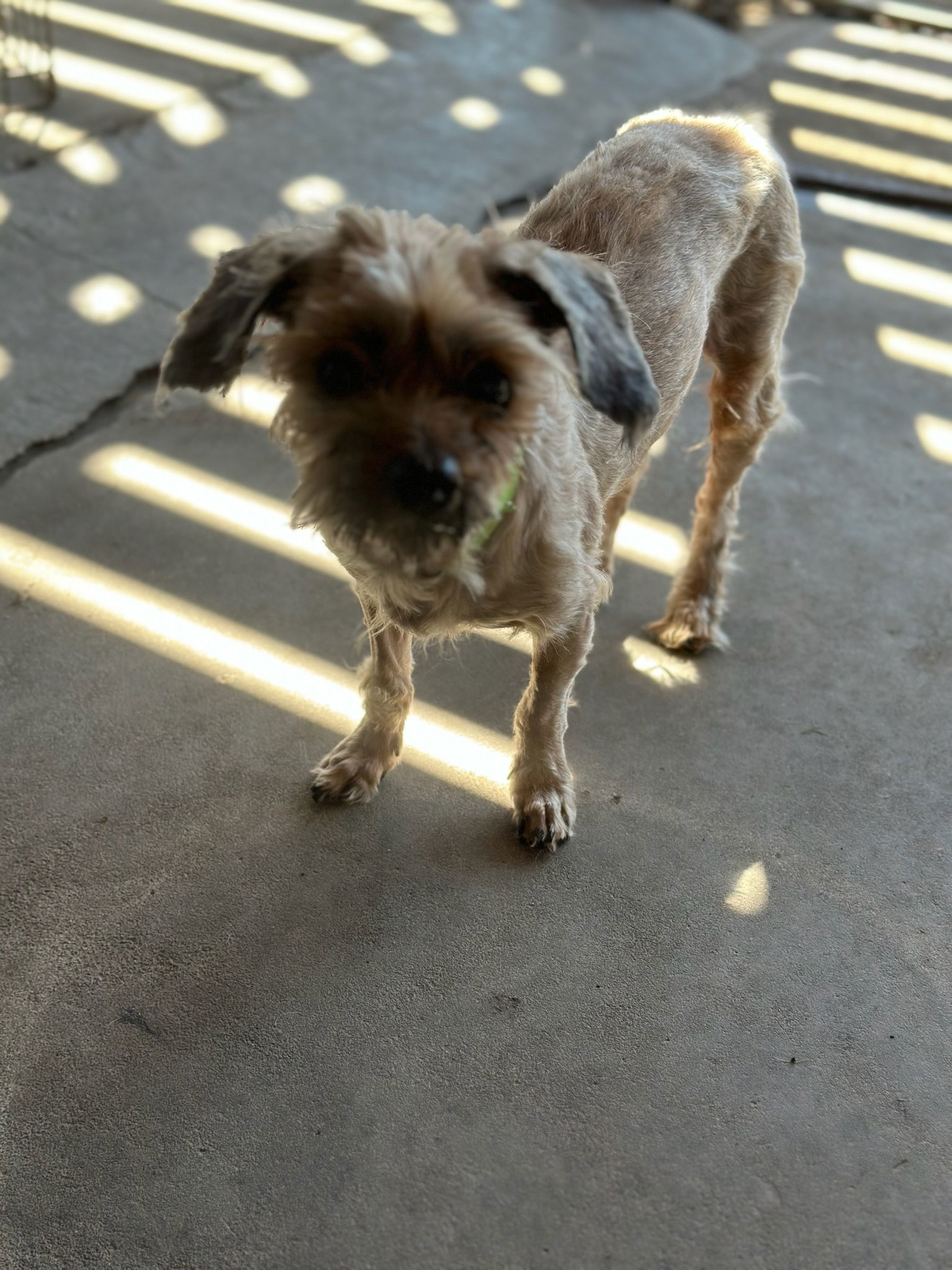 Cinna Bun, an adoptable Shih Tzu, Maltese in Costa Mesa, CA, 92627 | Photo Image 2