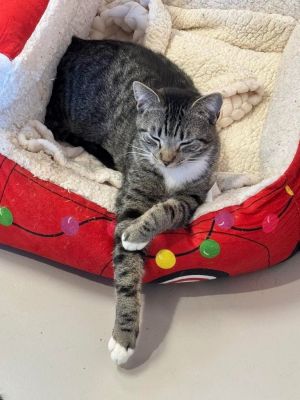Reed, Young Male Domestic Short Hair