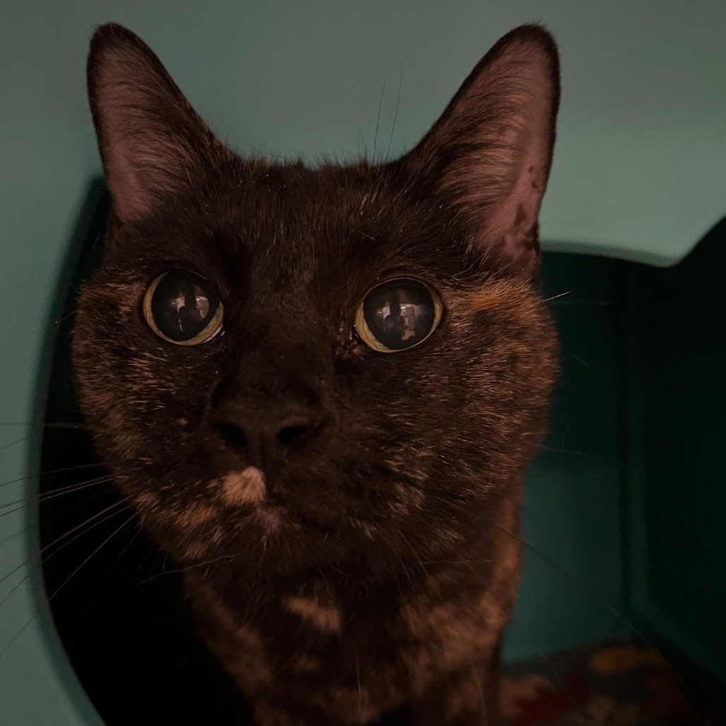 Bindi, an adoptable Domestic Short Hair in Spokane, WA, 99202 | Photo Image 1