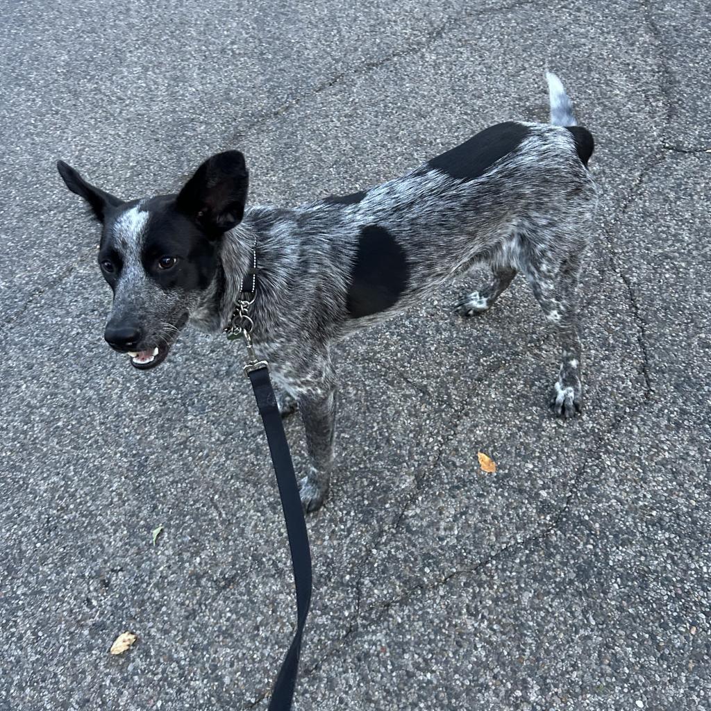 Maverick, an adoptable Australian Cattle Dog / Blue Heeler, Mixed Breed in Bismarck, ND, 58507 | Photo Image 1