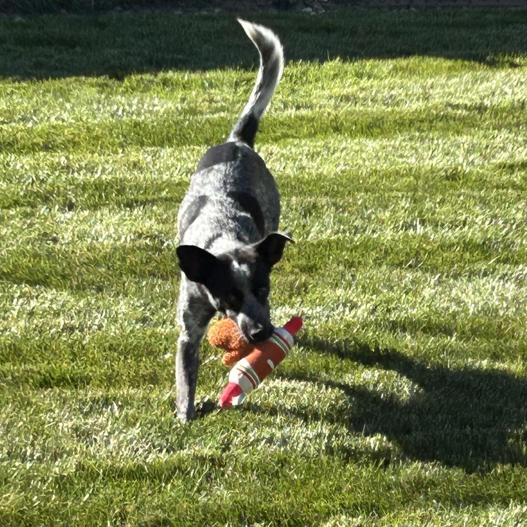 Maverick, an adoptable Australian Cattle Dog / Blue Heeler, Mixed Breed in Bismarck, ND, 58507 | Photo Image 2