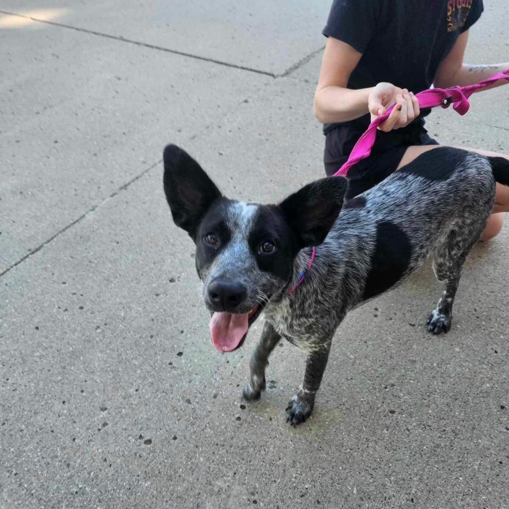 Maverick, an adoptable Australian Cattle Dog / Blue Heeler, Mixed Breed in Bismarck, ND, 58507 | Photo Image 3