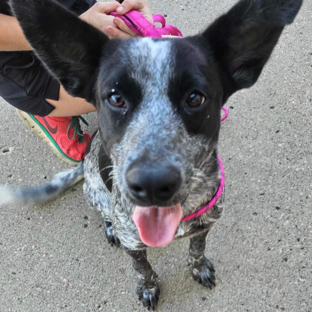 Maverick, an adoptable Australian Cattle Dog / Blue Heeler, Mixed Breed in Bismarck, ND, 58507 | Photo Image 4