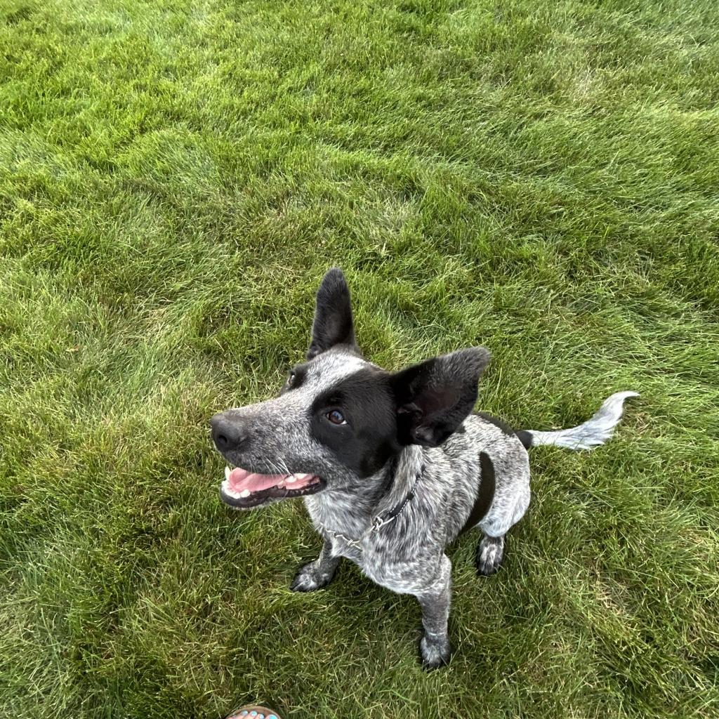 Maverick, an adoptable Australian Cattle Dog / Blue Heeler, Mixed Breed in Bismarck, ND, 58507 | Photo Image 5