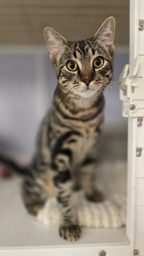 Cat for adoption Dewey, a Domestic Short Hair in Vancouver, WA