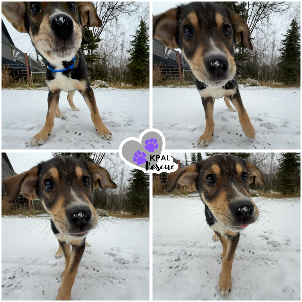 Buster - Sandman Seven, an adoptable Mixed Breed in Kenai, AK, 99611 | Photo Image 1