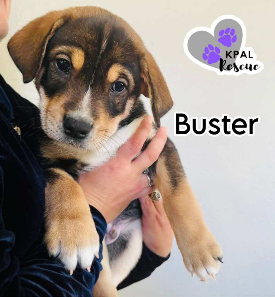 Buster - Sandman Seven, an adoptable Mixed Breed in Kenai, AK, 99611 | Photo Image 2