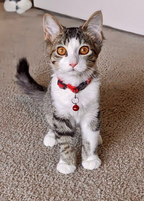 Rezz, an adoptable Domestic Short Hair in Eureka, MO, 63025 | Photo Image 1
