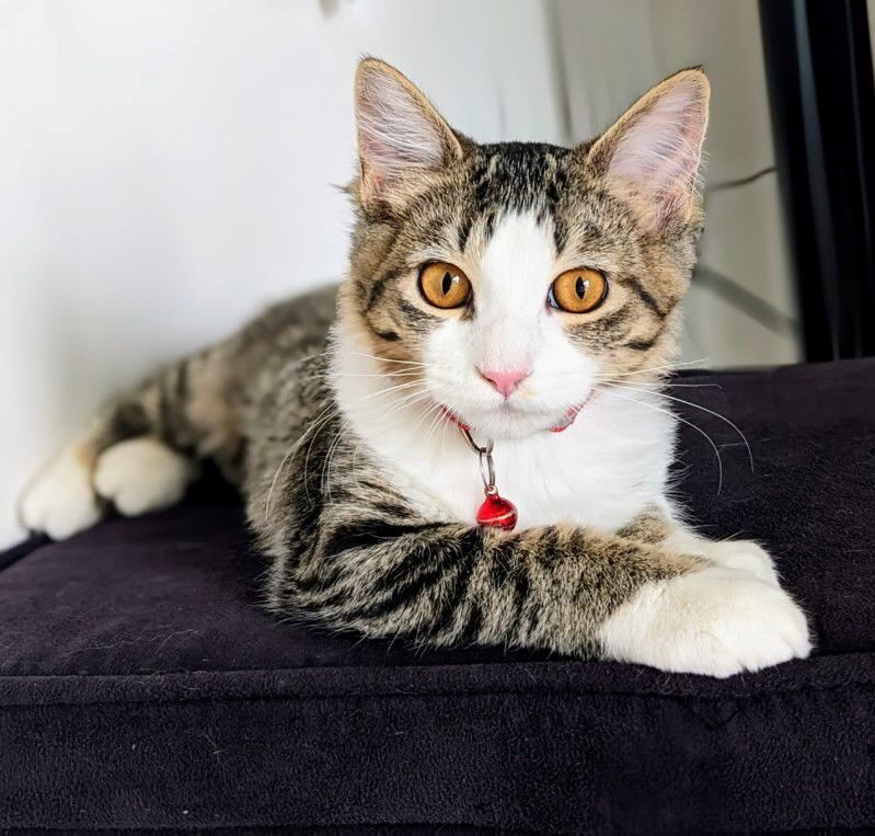 Rezz, an adoptable Domestic Short Hair in Eureka, MO, 63025 | Photo Image 2