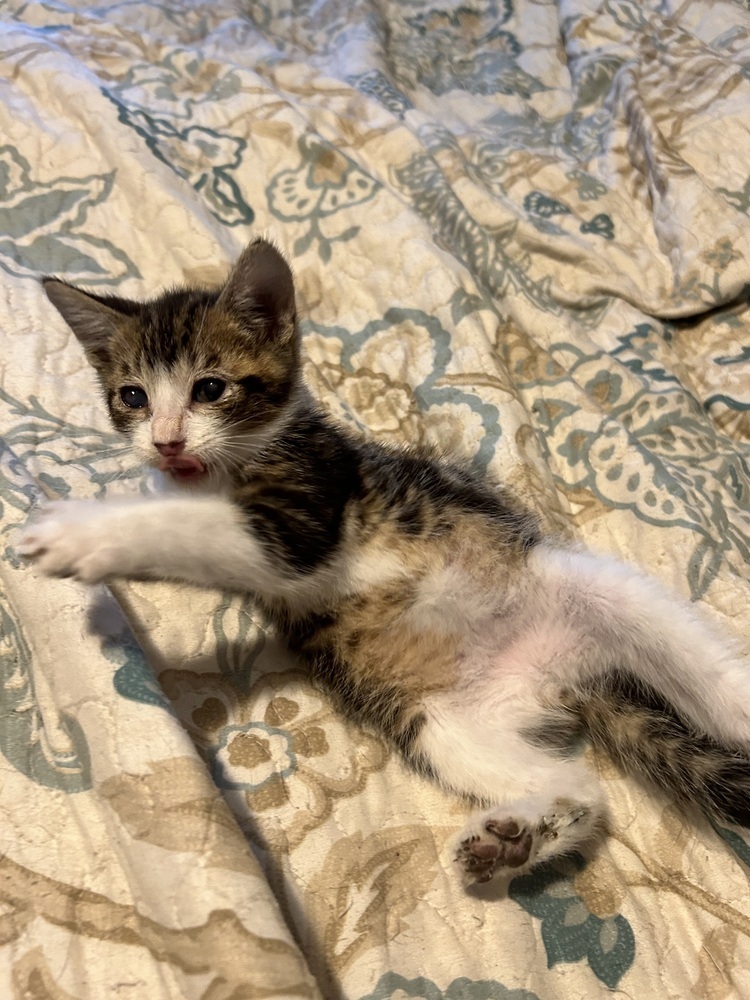 MAGNUS, an adoptable Domestic Medium Hair, Domestic Short Hair in Moses Lake, WA, 98837 | Photo Image 1