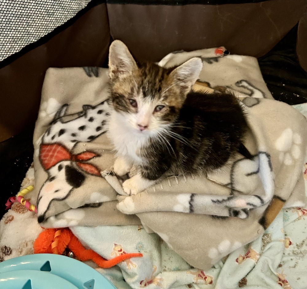 MAGNUS, an adoptable Domestic Medium Hair, Domestic Short Hair in Moses Lake, WA, 98837 | Photo Image 3