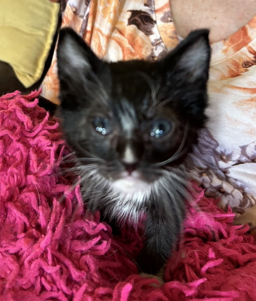 Zeus, an adoptable Domestic Short Hair in Moses Lake, WA, 98837 | Photo Image 1