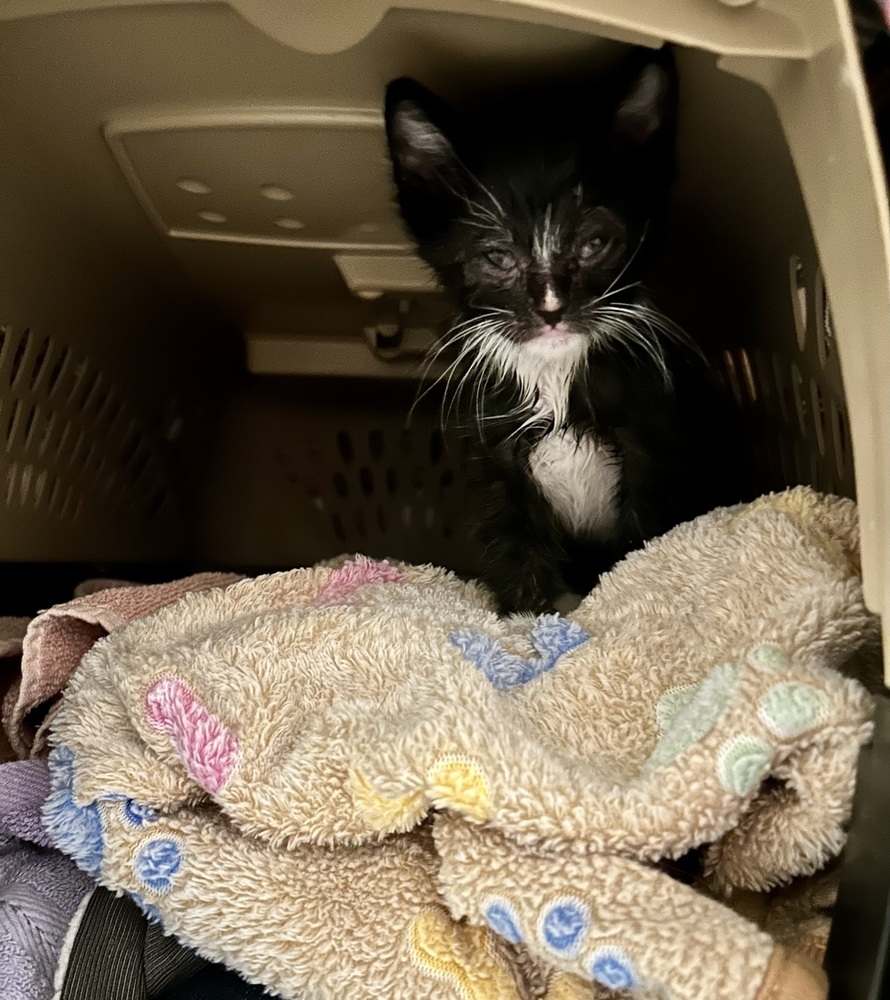 Zeus, an adoptable Domestic Short Hair in Moses Lake, WA, 98837 | Photo Image 4