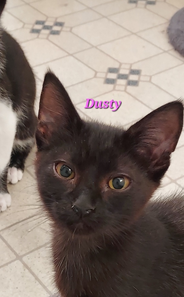 Dusty, an adoptable Domestic Short Hair in Moses Lake, WA, 98837 | Photo Image 1