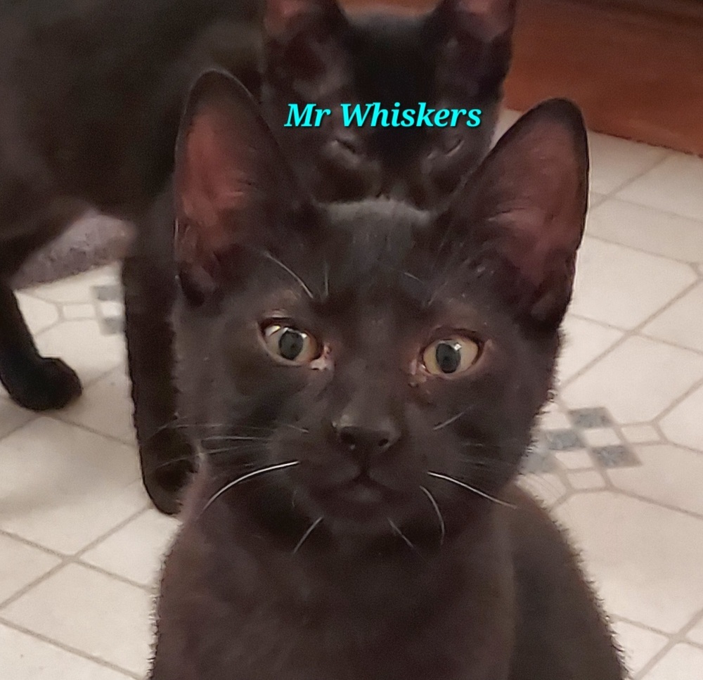 Mr. Whiskers, an adoptable Domestic Short Hair in Moses Lake, WA, 98837 | Photo Image 1