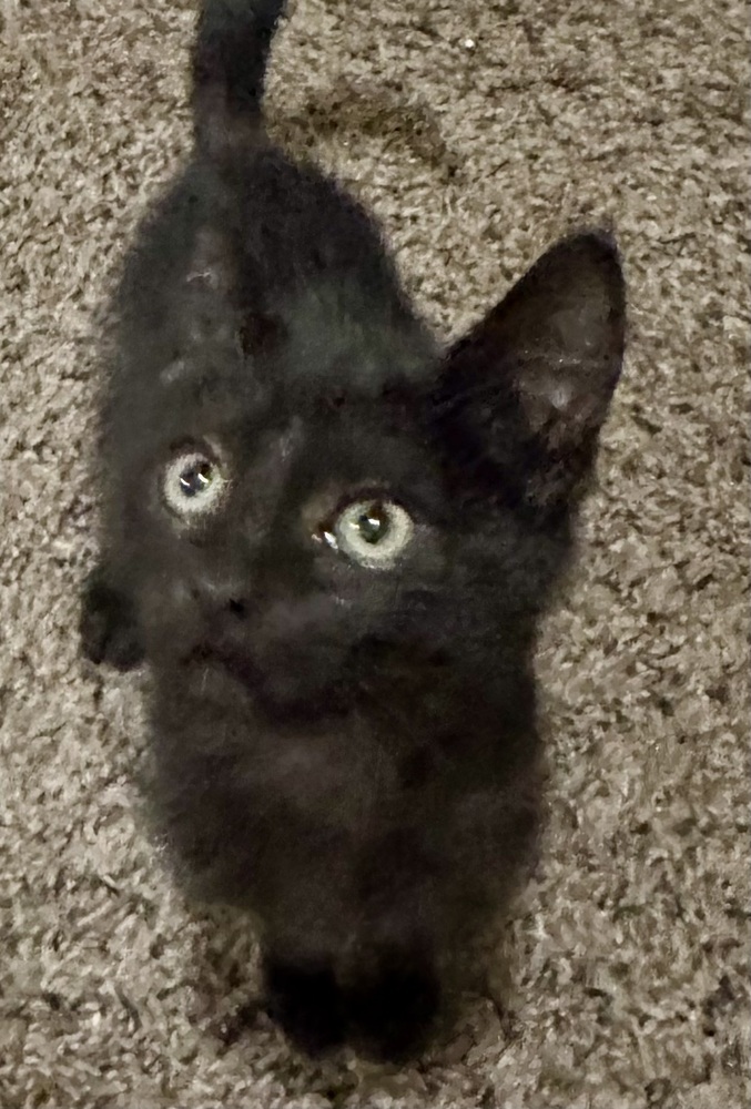 Albert, an adoptable Domestic Short Hair in Moses Lake, WA, 98837 | Photo Image 1