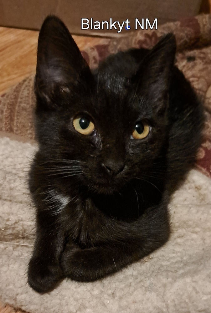 Blankyt, an adoptable Domestic Short Hair in Moses Lake, WA, 98837 | Photo Image 1