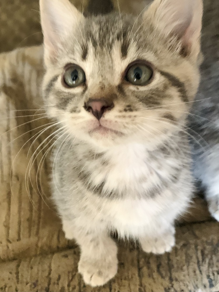 Peppo, an adoptable Domestic Short Hair in Moses Lake, WA, 98837 | Photo Image 1