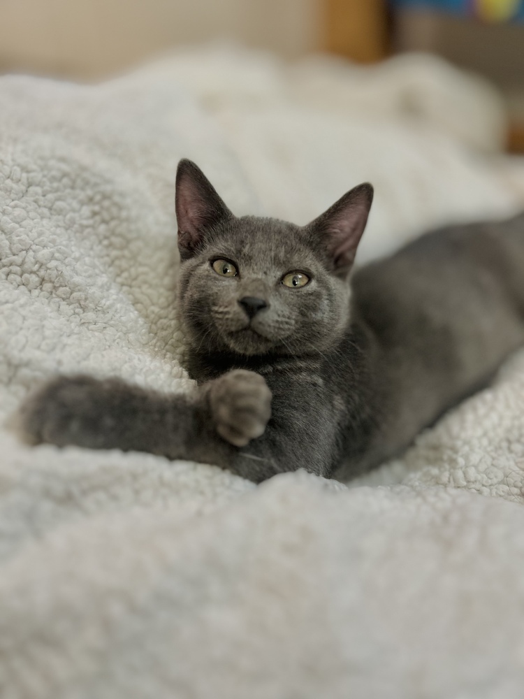 Scratchy, an adoptable Domestic Short Hair in Moses Lake, WA, 98837 | Photo Image 1