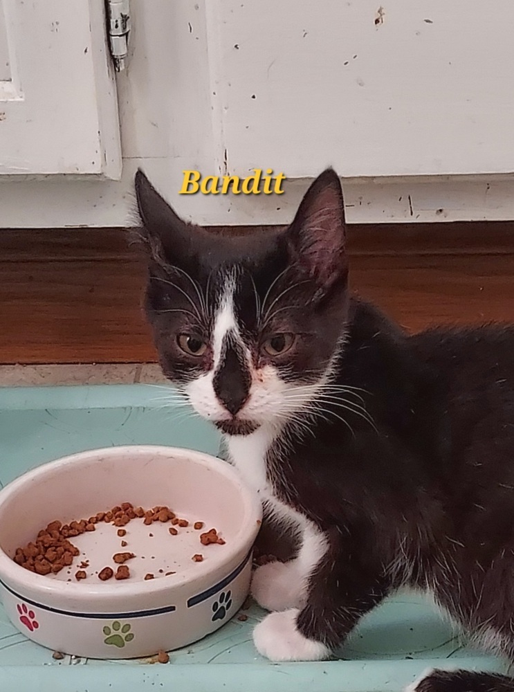 Bandit, an adoptable Domestic Short Hair in Moses Lake, WA, 98837 | Photo Image 1