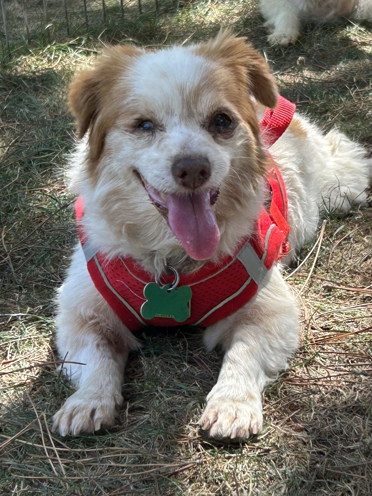 Bagels, an adoptable Cavalier King Charles Spaniel, Papillon in San Diego, CA, 92130 | Photo Image 1