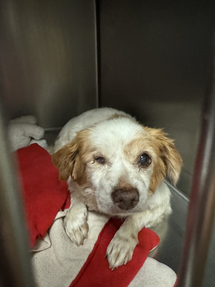 Bagels, an adoptable Cavalier King Charles Spaniel, Papillon in San Diego, CA, 92130 | Photo Image 2