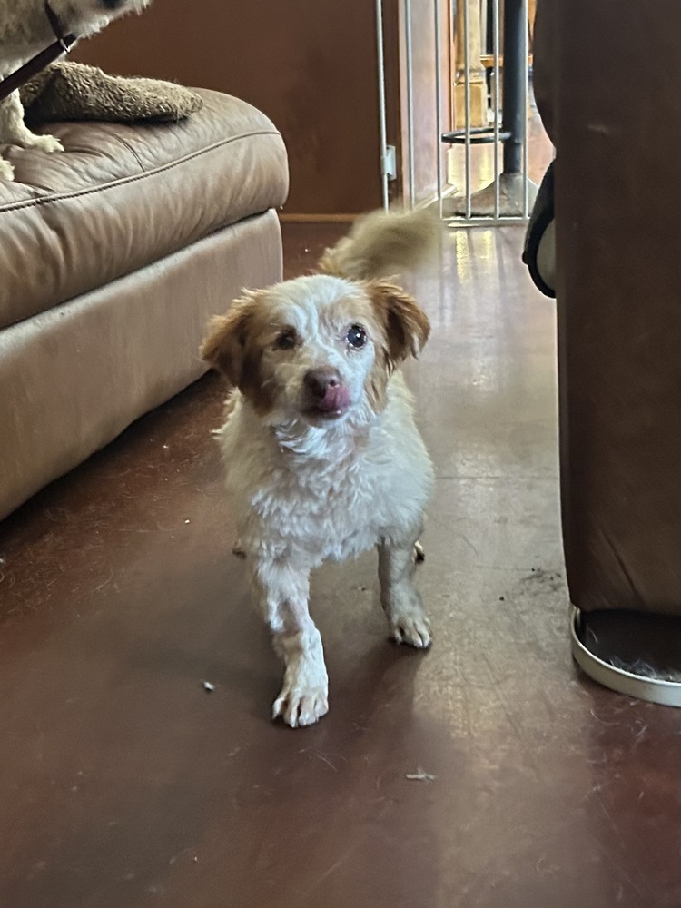 Bagels, an adoptable Cavalier King Charles Spaniel, Papillon in San Diego, CA, 92130 | Photo Image 3