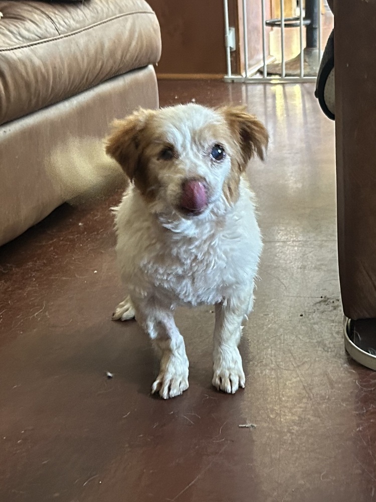 Bagels, an adoptable Cavalier King Charles Spaniel, Papillon in San Diego, CA, 92130 | Photo Image 4