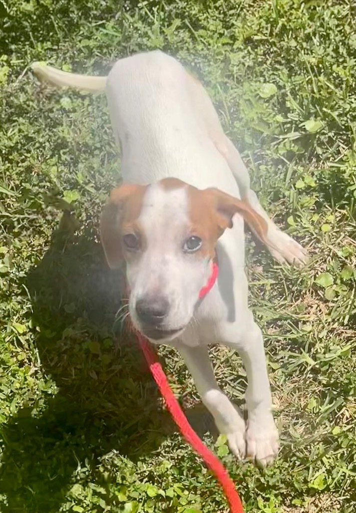 Dog for adoption Edie, a Hound & Beagle Mix in St. Augustine, FL