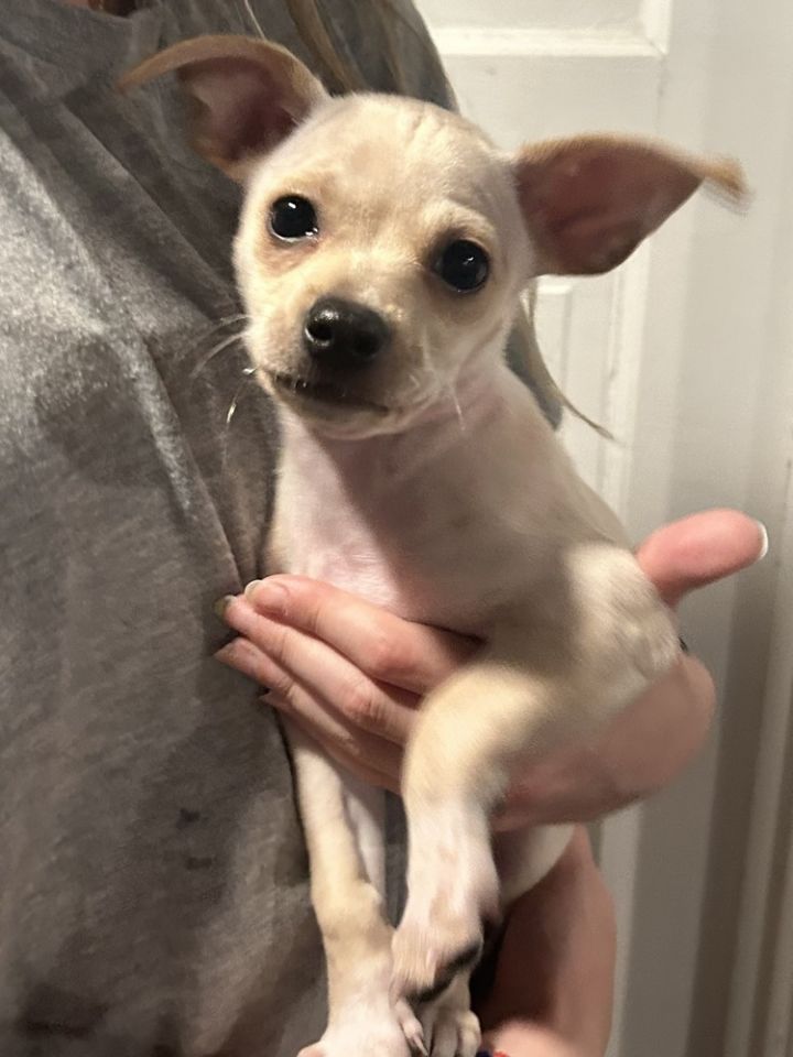 Dog for adoption Dewey, a Rat Terrier & Chihuahua Mix in Jefferson