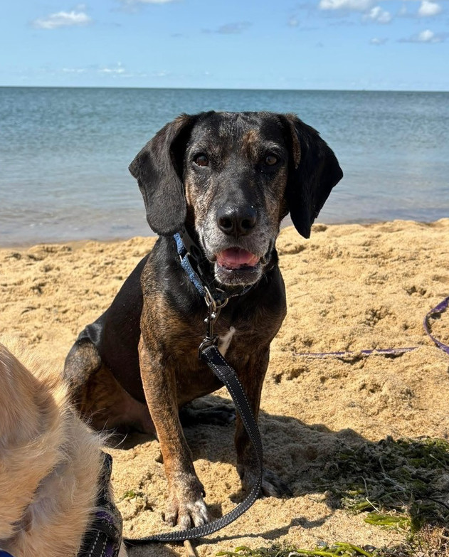 Scout, an adoptable Treeing Walker Coonhound, Weimaraner in Middletown, CT, 06457 | Photo Image 1