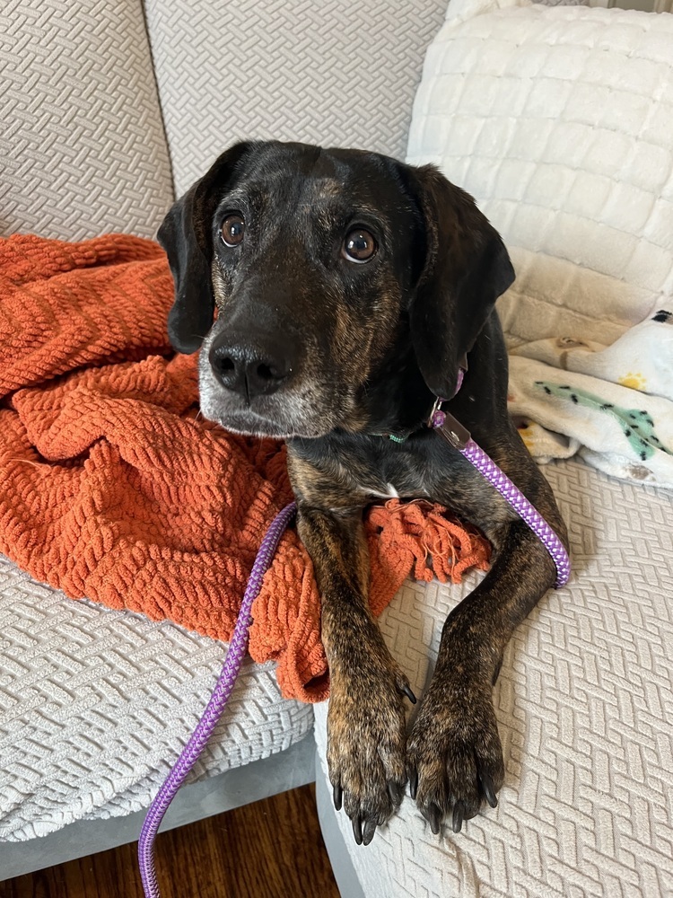 Scout, an adoptable Treeing Walker Coonhound, Weimaraner in Middletown, CT, 06457 | Photo Image 2