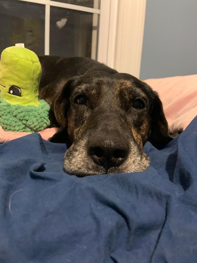 Scout, an adoptable Treeing Walker Coonhound, Weimaraner in Middletown, CT, 06457 | Photo Image 3