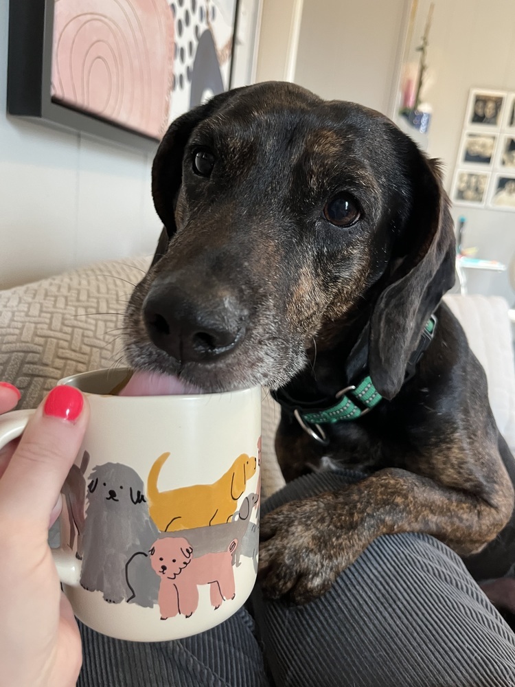 Scout, an adoptable Treeing Walker Coonhound, Weimaraner in Middletown, CT, 06457 | Photo Image 3