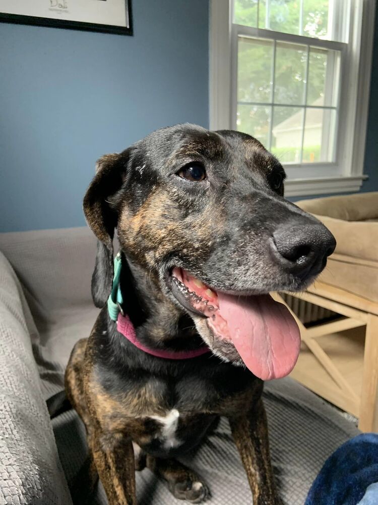 Scout, an adoptable Treeing Walker Coonhound, Weimaraner in Middletown, CT, 06457 | Photo Image 5